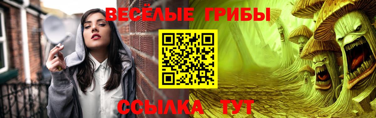 Псилоцибиновые грибы Psilocybe Новоалександровск